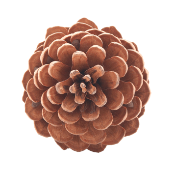 dried pine cones coniferous on transparent background png file