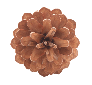 dried pine cones coniferous on transparent background png file