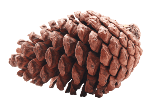 dried pine cones coniferous on transparent background png file