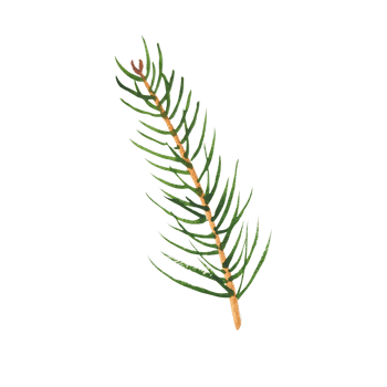 Watercolor branches of evergreen spruce and thuja png