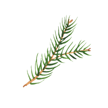 Watercolor branches of evergreen spruce and thuja png