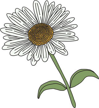 doodle freehand sketch drawing of flower. png