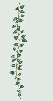Simplicity ivy freehand drawing flat design. vector