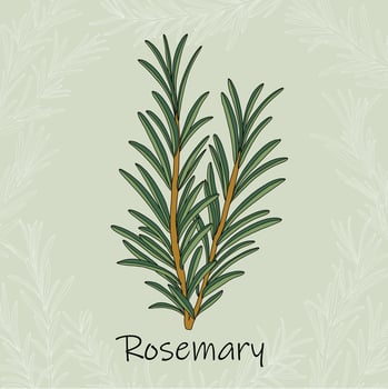 Doodle freehand sketch drawing of rosemary. vector