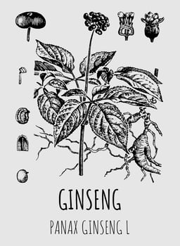 Vector drawings ginseng. Hand drawn illustration. Latin name PANAX GINSENG L.
