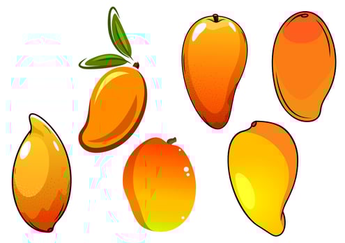 Orange fresh tropical mango fruits vector