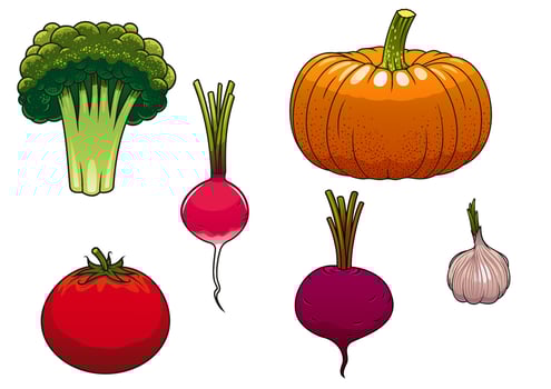 Fresh and ripe farm vegetables vector