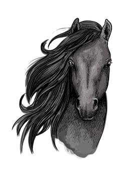 Black mare horse head sketch vector