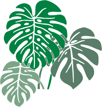 Simplicity monstera plant freehand drawing flat design. png