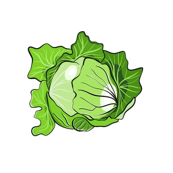 Green cabbage vegetable vector illustration