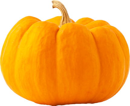 isolated pumpkin fruit on transparent background. png