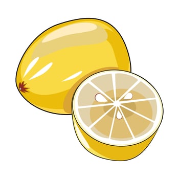 Vector illustration with whole lemon and half lemon