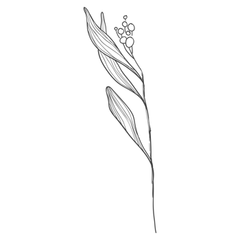 Minimal decoration floral ATL png