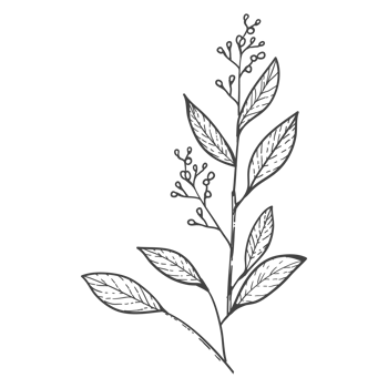 Minimal decoration floral ATL png