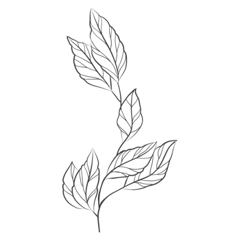 Minimal decoration floral ATL png