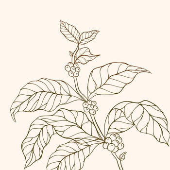 Coffee plant. Hand drawn coffee branch. Coffee tree vector. Branch with leaves. vector illustration of coffee branch. Branch of a plant. Coffee plant branch with leaf. Coffee beans and leaves.