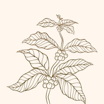 Coffee tree vector. vector illustration of coffee branch. Coffee plant branch with leaf. Hand drawn coffee branch. Coffee beans and leaves. branch with leaves. tree illustration. Coffee plant.