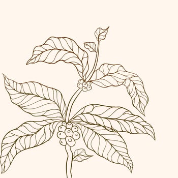 Hand drawn coffee branch. Coffee plant. Coffee beans and leaves. tree illustration. Coffee tree vector. Branch with leaves. vector illustration of coffee branch. Coffee plant branch with leaf.