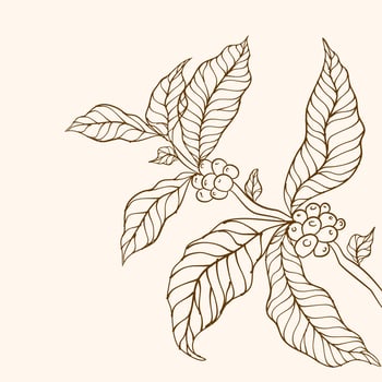 Coffee plant branch with leaf. Hand drawn coffee branch. Coffee beans and leaves. tree illustration. Coffee plant. Coffee tree vector. vector illustration of coffee branch.