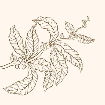 Coffee plant. Coffee beans and leaves. tree illustration. Coffee tree vector. Branch with leaves. vector illustration of coffee branch. Coffee plant branch with leaf. Hand drawn coffee branch.