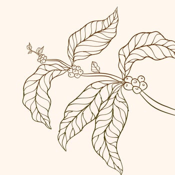 Coffee tree vector. Branch with leaves. vector illustration of coffee branch. Coffee plant branch with leaf. Hand drawn coffee branch. Coffee plant. Coffee beans and leaves. tree illustration.