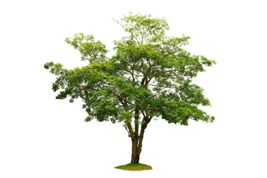 Isolated  trees on white background png
