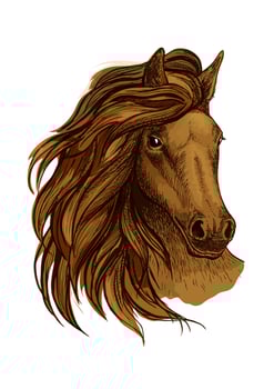 Arabian brown horse portrait vector