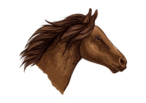 Brown horse head isolated sketch vector