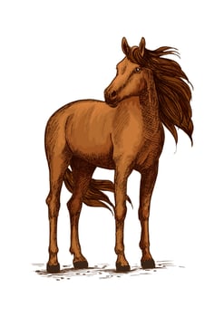 Sketch of horse standing, wild mustang or stallion vector