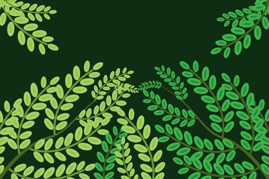 beautiful leaf or nature background in green vector
