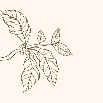 Coffee plant branch with leaf. Hand drawn coffee branch. Coffee beans and leaves. tree illustration. Coffee plant. Coffee tree vector. vector illustration of coffee branch. branch with leaves.