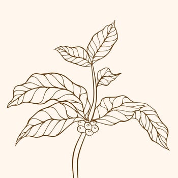 Coffee plant branch with leaf. Hand drawn coffee branch. Coffee beans and leaves. tree illustration. Coffee plant. Coffee tree vector. vector illustration of coffee branch. branch with leaves.