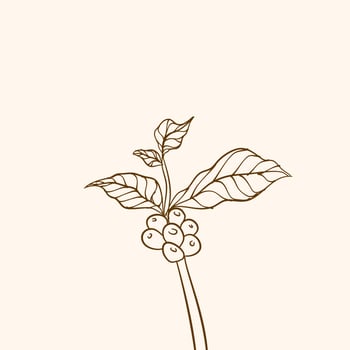 Coffee plant branch with leaf. Hand drawn coffee branch. Coffee beans and leaves. tree illustration. Coffee plant. Coffee tree vector. vector illustration of coffee branch. branch with leaves.