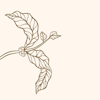 Coffee plant branch with leaf. Hand drawn coffee branch. Coffee beans and leaves. tree illustration. Coffee plant. Coffee tree vector. vector illustration of coffee branch. branch with leaves.