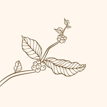 Coffee plant branch with leaf. Hand drawn coffee branch. Coffee beans and leaves. tree illustration. Coffee plant. Coffee tree vector. vector illustration of coffee branch. branch with leaves.