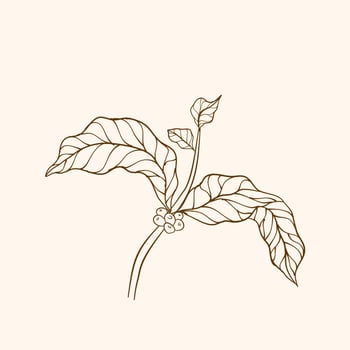 Coffee plant branch with leaf. Hand drawn coffee branch. Coffee beans and leaves. tree illustration. Coffee plant. Coffee tree vector. vector illustration of coffee branch. branch with leaves.