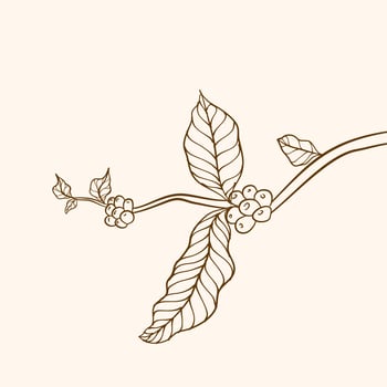 Coffee plant branch with leaf. Hand drawn coffee branch. Coffee beans and leaves. tree illustration. Coffee plant. Coffee tree vector. vector illustration of coffee branch. branch with leaves.