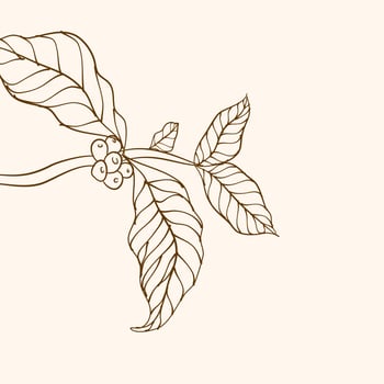 Coffee plant branch with leaf. Hand drawn coffee branch. Coffee beans and leaves. tree illustration. Coffee plant. Coffee tree vector. vector illustration of coffee branch. branch with leaves.