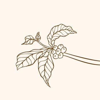 Coffee plant branch with leaf. Hand drawn coffee branch. Coffee beans and leaves. tree illustration. Coffee plant. Coffee tree vector. vector illustration of coffee branch. branch with leaves.