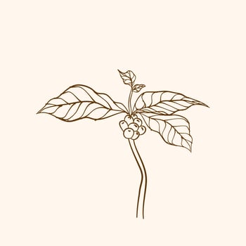 Coffee plant branch with leaf. Hand drawn coffee branch. Coffee beans and leaves. tree illustration. Coffee plant. Coffee tree vector. vector illustration of coffee branch. branch with leaves.
