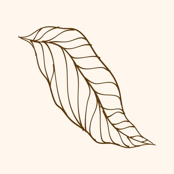 Leaf Ornament Vector Art. Hand drawn leave. leaf line. Leaf outline ornament vector. Vector hand drawn black line design elements.