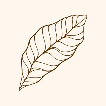 Leaf Ornament Vector Art. Hand drawn leave. leaf line. Leaf outline ornament vector. Vector hand drawn black line design elements.