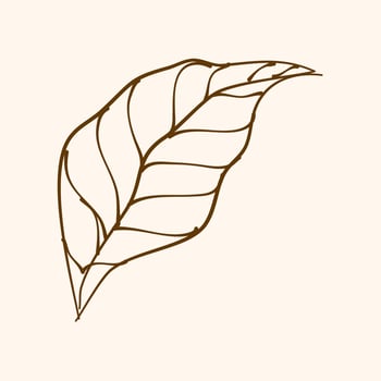 Leaf Ornament Vector Art. Hand drawn leave. leaf line. Leaf outline ornament vector. Vector hand drawn black line design elements.