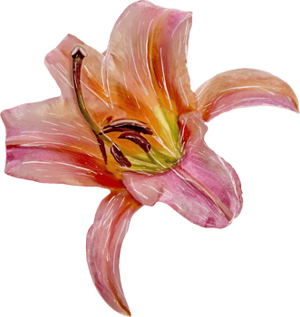 Flower on a transparent background. Lily pattern. Stylized watercolor. png