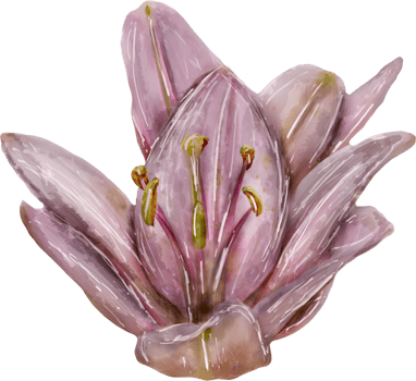Flower on a transparent background. Lily pattern. Stylized watercolor. png
