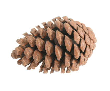 pine cones isolated on transparent background png file