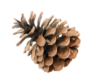 pine cones isolated on transparent background png file