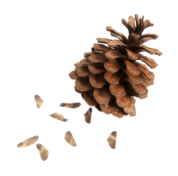 pine fir cone with seed isolated on transparent background png file