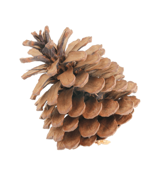 pine cones isolated on transparent background png file