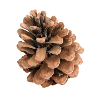 pine cones isolated on transparent background png file